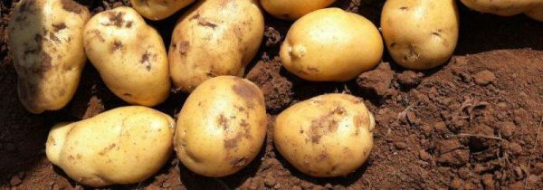 皮蛋可以和土豆一起吃吗