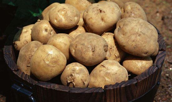 皮蛋可以和土豆一起吃吗