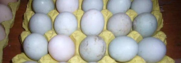 皮蛋可以放多久