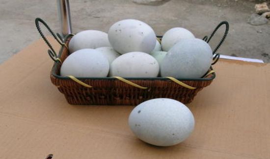 皮蛋可以放多久