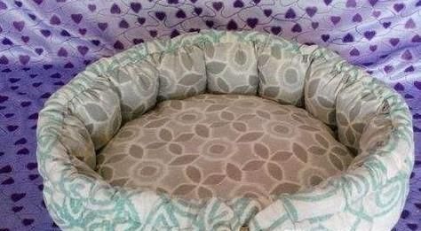 流浪猫收养过程