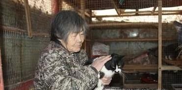 流浪猫收养过程