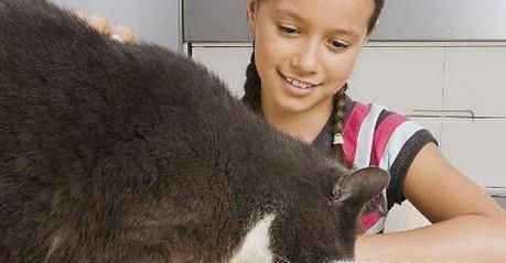 流浪猫收养过程