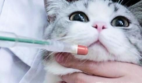 流浪猫收养过程