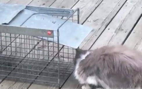 流浪猫收养过程