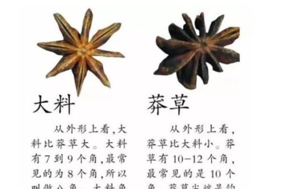 怎样分辨八角和莽草