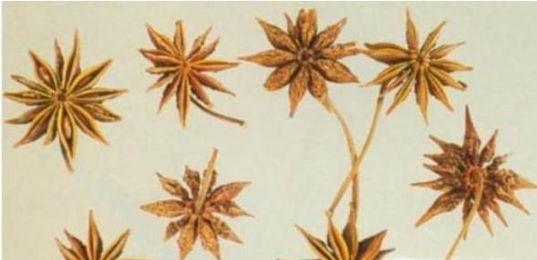 怎样分辨八角和莽草