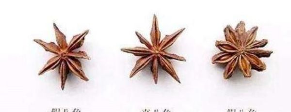 怎样分辨八角和莽草