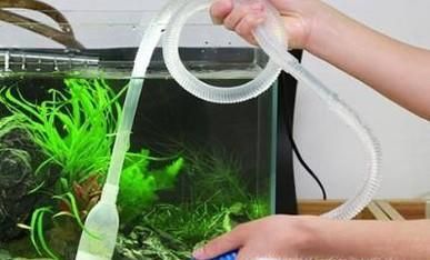 如何养小金鱼？