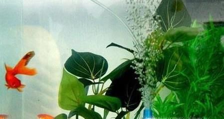 如何养小金鱼？