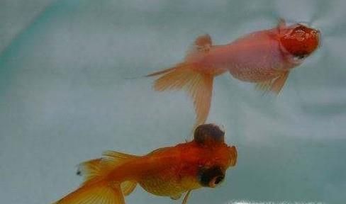 如何养小金鱼？