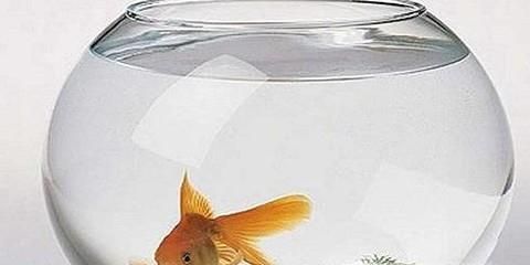 如何养小金鱼？