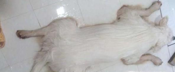 萨摩耶该怎么养