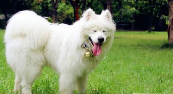 萨摩耶该怎么养