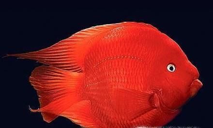 如何鉴别各类鹦鹉鱼