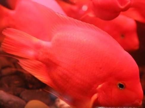 如何鉴别各类鹦鹉鱼