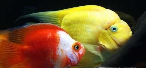 如何鉴别各类鹦鹉鱼