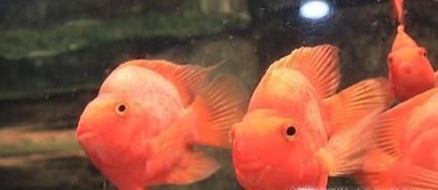 如何鉴别各类鹦鹉鱼