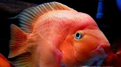 如何鉴别各类鹦鹉鱼