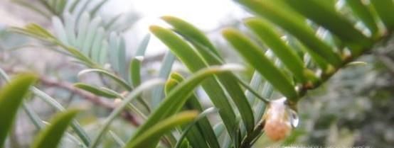 怎么祛除屋里的异味