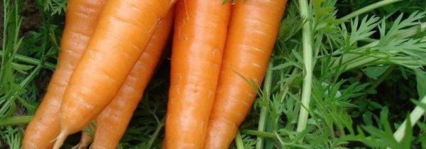 白萝卜不能和什么一起吃