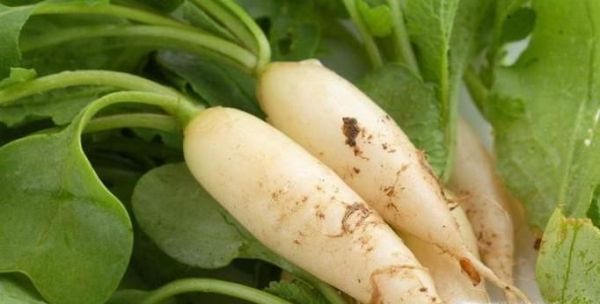 最适合秋季吃的食物