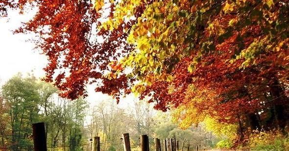 最适合秋季吃的食物