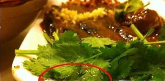 在外面餐馆吃到蟑螂等脏异物或者变质菜如何维权