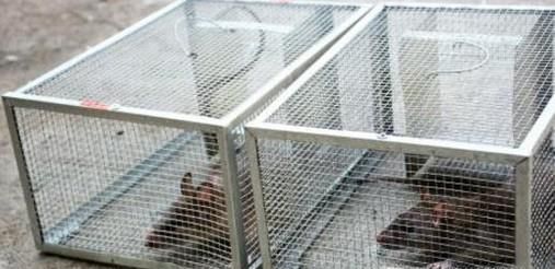 吊顶有老鼠怎么办呢？