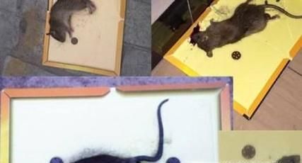 吊顶有老鼠怎么办呢？