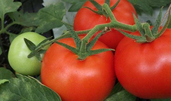 虾皮可以和番茄一起吃吗