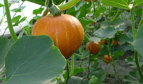 虾皮可以和南瓜一起吃吗