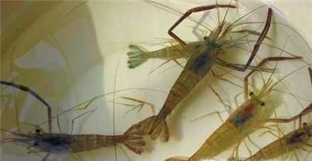 壮阳食物排行榜 男人最有效补肾壮阳的食物