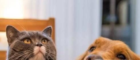 如何让家里的猫和狗和谐相处？