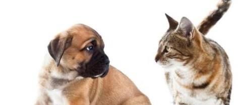 如何让家里的猫和狗和谐相处？