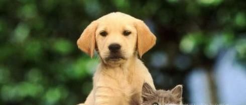 如何让家里的猫和狗和谐相处？