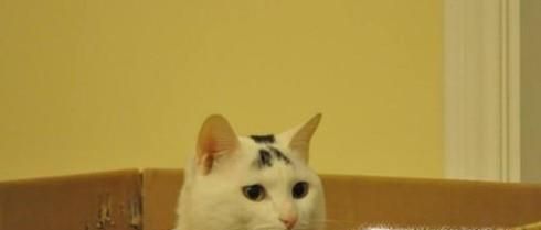 如何让家里的猫和狗和谐相处？