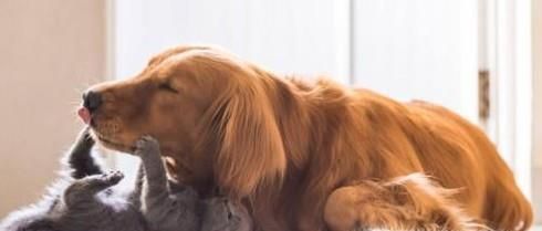 如何让家里的猫和狗和谐相处？