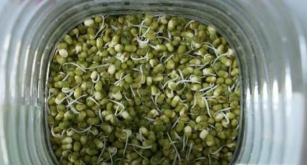 在家怎么生绿豆芽