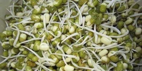 在家怎么生绿豆芽