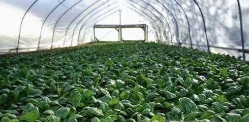 菠菜高产栽培技术