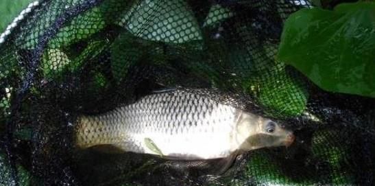 怎样钓野生鲫鱼