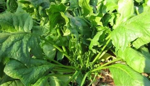 菠菜高产栽培技术