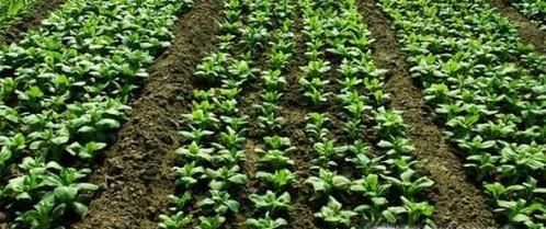 菠菜高产栽培技术