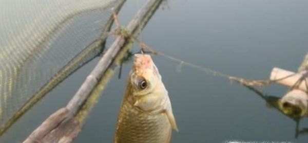 怎样钓野生鲫鱼