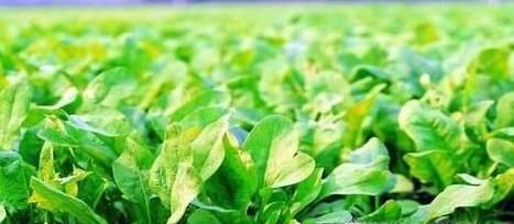 菠菜高产栽培技术