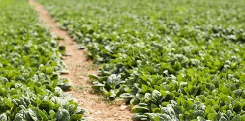 菠菜高产栽培技术