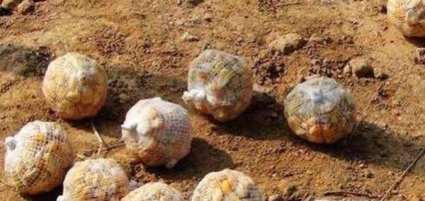 怎样钓野生鲫鱼