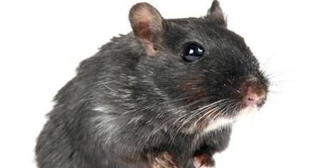 治老鼠常用方法