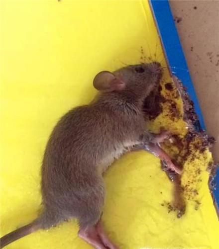 治老鼠常用方法